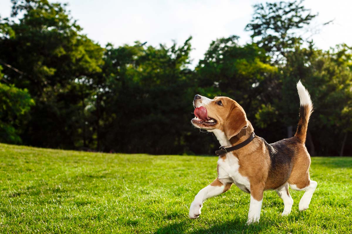 Bienfaits du CBD pour chien